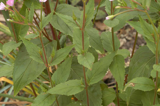 Epilobium montanum L. resmi