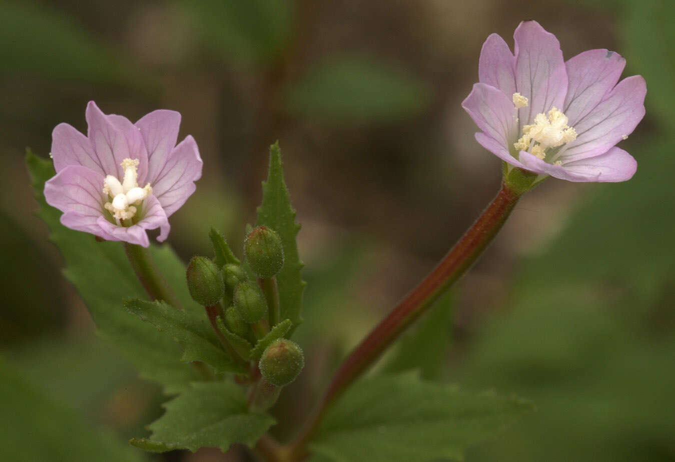 Image of Broad-leaved Willowherb