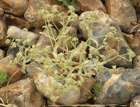 Image of Golovinomyces orontii (Castagne) V. P. Heluta 1988