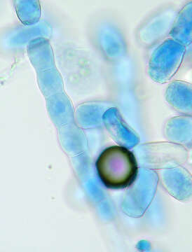 Image of Golovinomyces orontii (Castagne) V. P. Heluta 1988