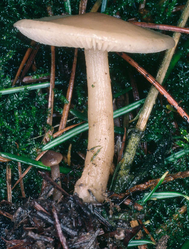 Image of Clitocybe fragrans (With.) P. Kumm. 1871