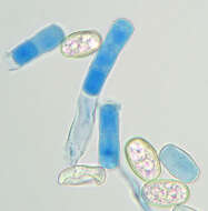 Image of Golovinomyces orontii (Castagne) V. P. Heluta 1988