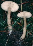 Image of Clitocybe fragrans (With.) P. Kumm. 1871