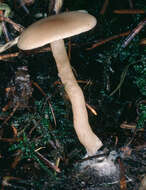 Image of Clitocybe fragrans (With.) P. Kumm. 1871