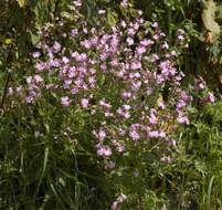 Image of Silene latifolia × Silene dioica