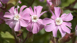 Image of Silene latifolia × Silene dioica