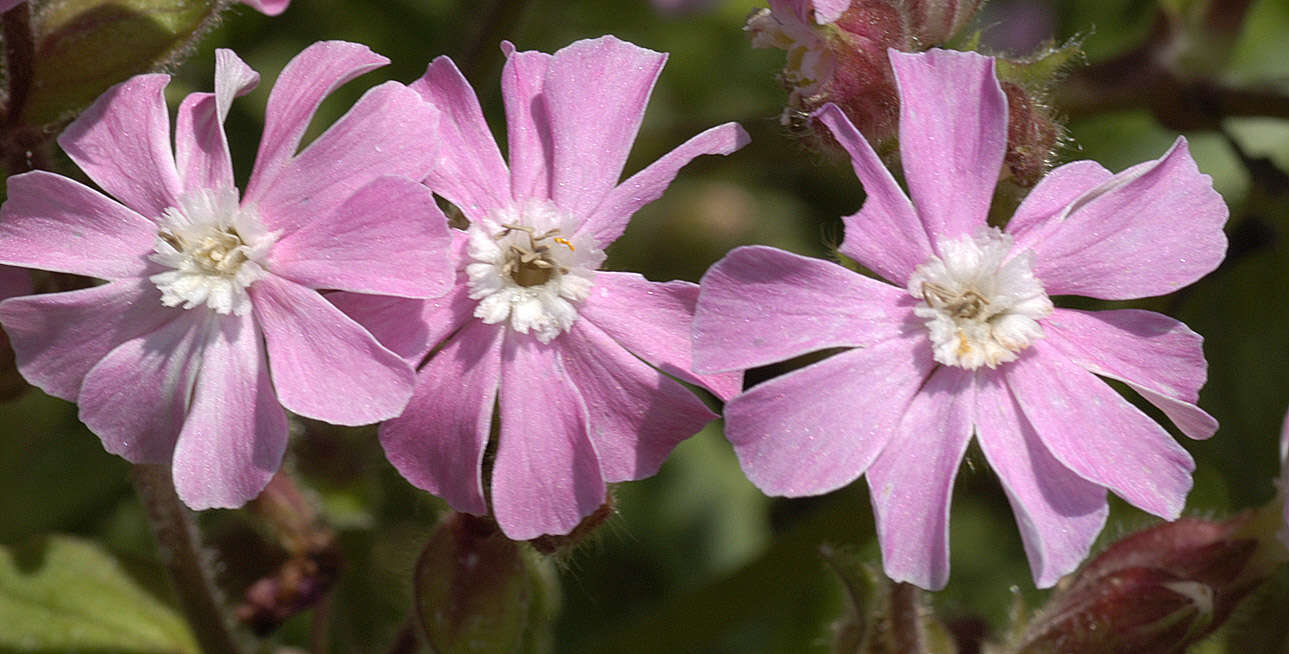 Image of Silene latifolia × Silene dioica