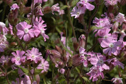 Image of Silene latifolia × Silene dioica