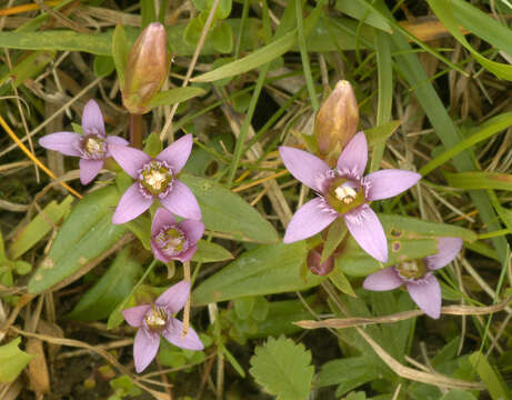 Image de Gentianella anglica (Pugsley) E. F. Warburg