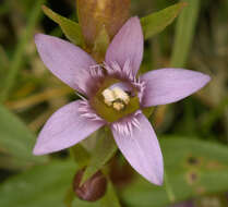 Image of Early gentian