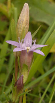 صورة Gentianella anglica (Pugsley) E. F. Warburg