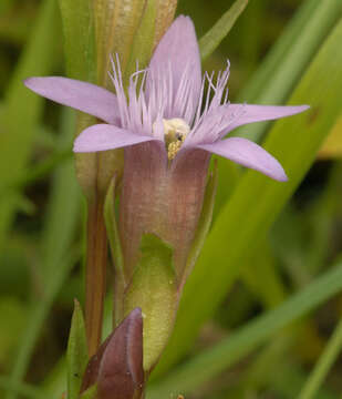 Image of Early gentian