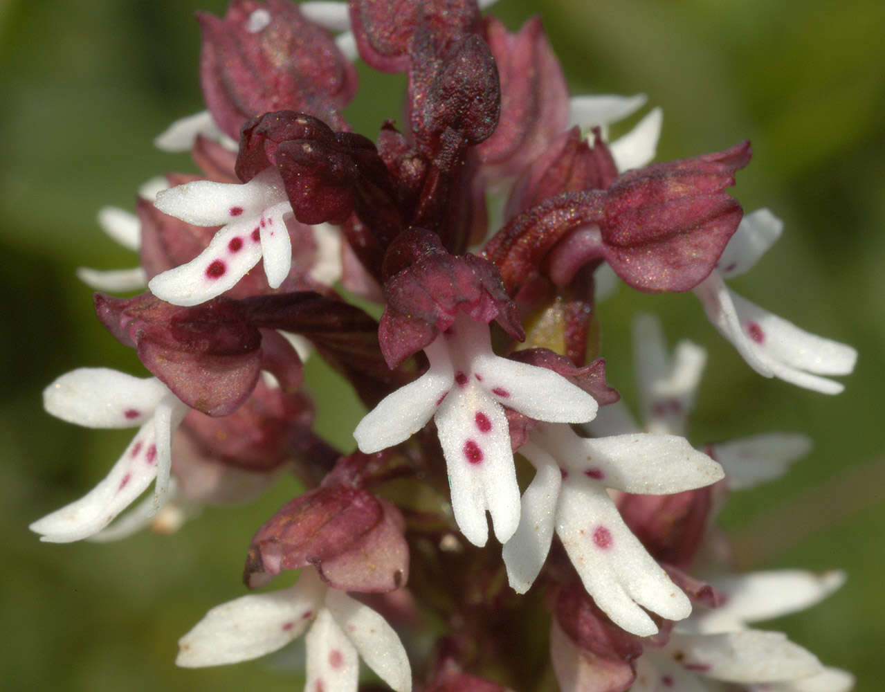Image of Burnt orchid
