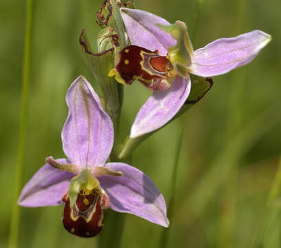 Image of Ophrys apifera var. apifera