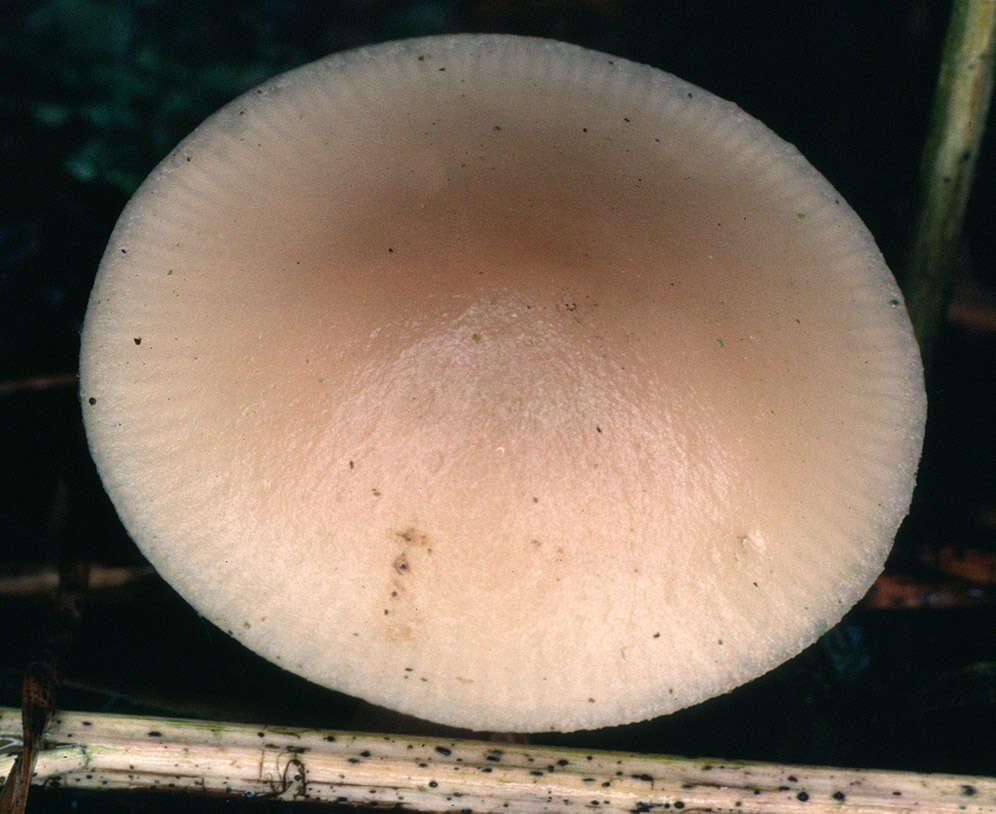 Image of Clitocybe fragrans (With.) P. Kumm. 1871