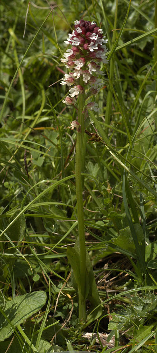 Image of Burnt orchid