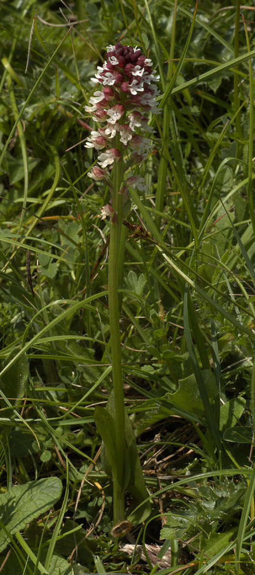 Image of Burnt orchid