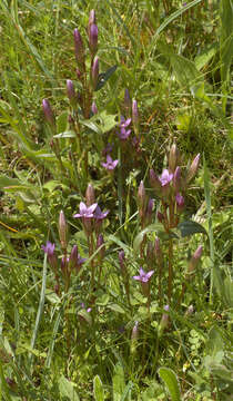 صورة Gentianella anglica (Pugsley) E. F. Warburg