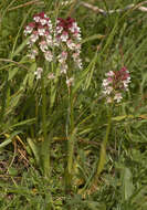 Image of Burnt orchid