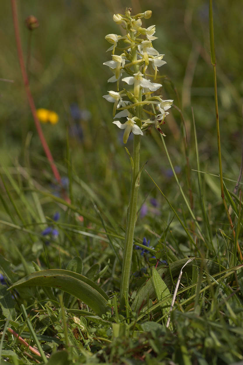 Image of lesser butterfly-orchid