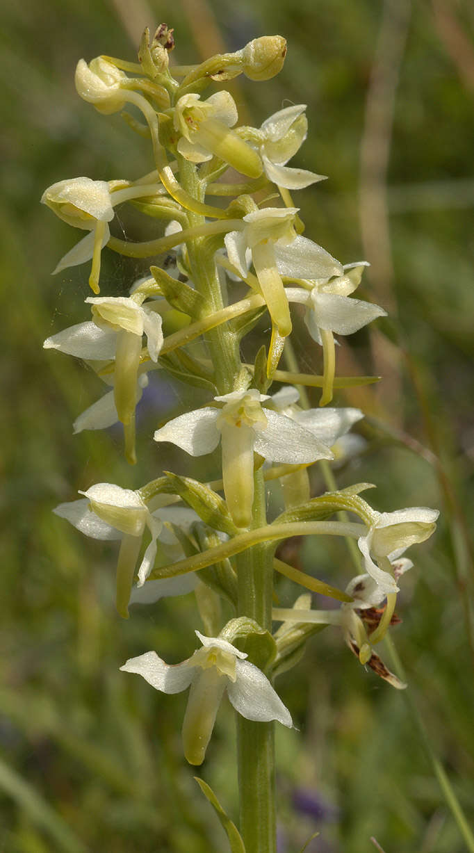 Image of lesser butterfly-orchid