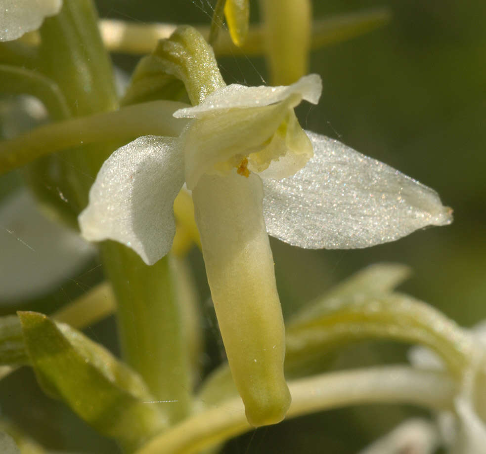 Image of lesser butterfly-orchid