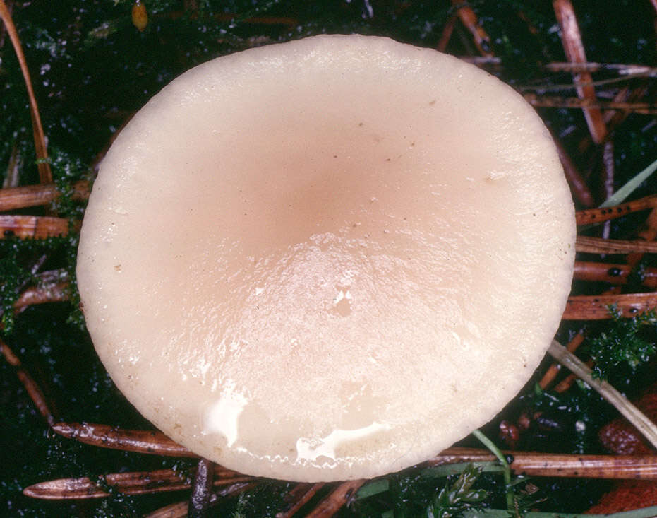 Image of Clitocybe fragrans (With.) P. Kumm. 1871