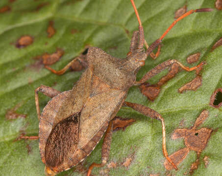 Image of Coreus