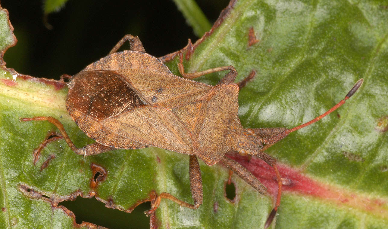 Image of Coreus