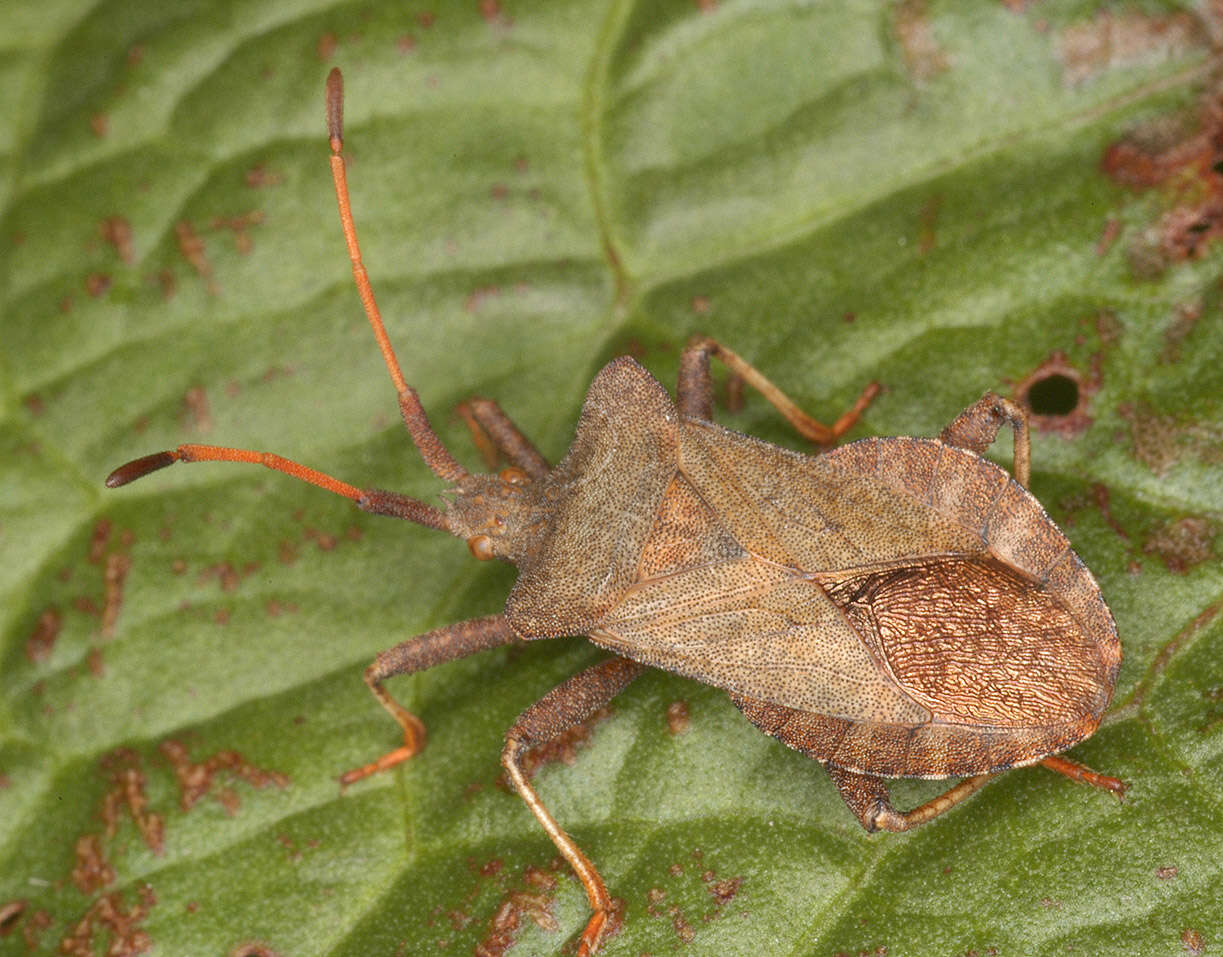 Image of Coreus