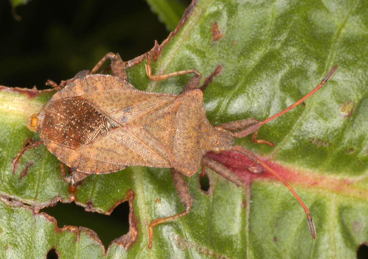 Image of Coreus