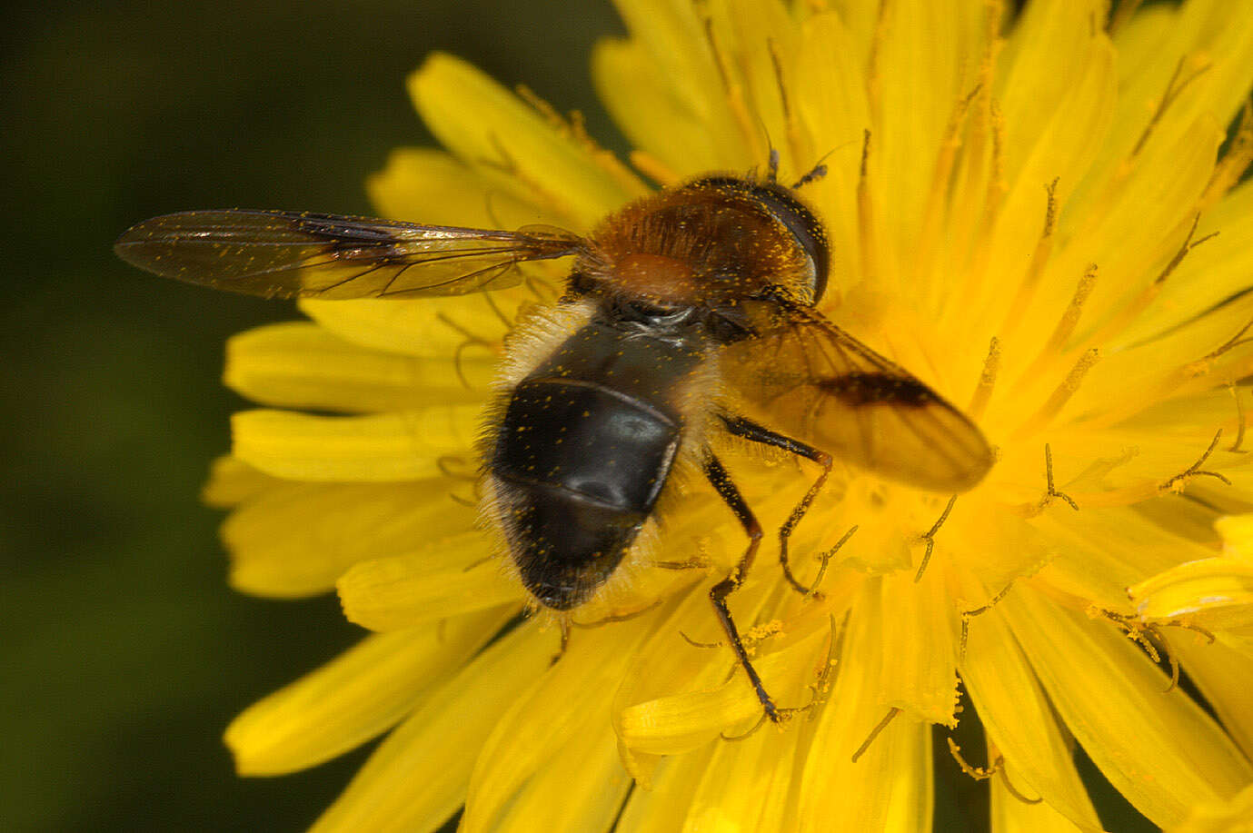 Leucozona lucorum (Linnaeus 1758) resmi