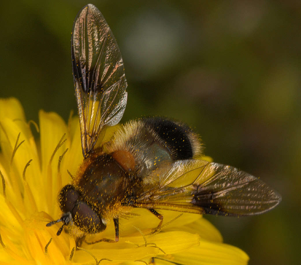 Leucozona lucorum (Linnaeus 1758) resmi