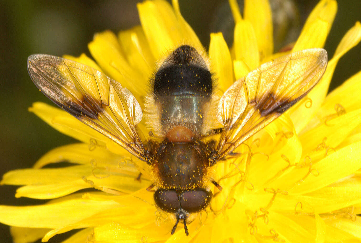 Leucozona lucorum (Linnaeus 1758) resmi