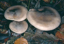 Image of Clitocybe nebularis (Batsch) P. Kumm. 1871