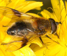 Leucozona lucorum (Linnaeus 1758) resmi