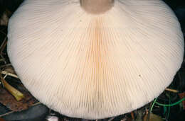 Image of Clitocybe nebularis (Batsch) P. Kumm. 1871