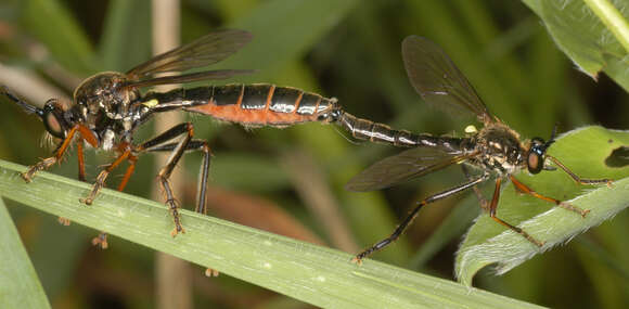 Image of Dioctria rufipes (Scopoli 1763)