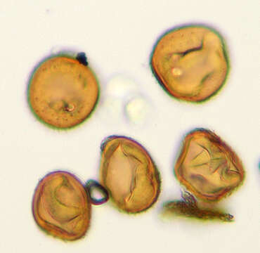 Слика од Puccinia hieracii (Röhl.) H. Mart. 1817