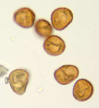 Image of Puccinia hieracii (Röhl.) H. Mart. 1817