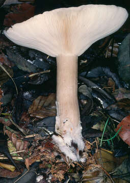 Image of Clitocybe nebularis (Batsch) P. Kumm. 1871