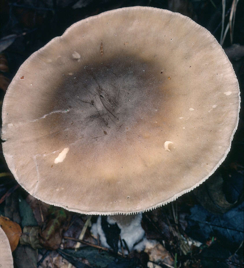 Image of Clitocybe nebularis (Batsch) P. Kumm. 1871