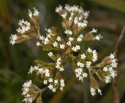 Image of marsh valerian