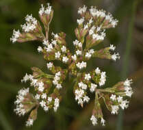 Image of marsh valerian