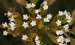 Image of marsh valerian