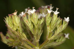 Image of marsh valerian