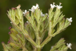 Image of marsh valerian