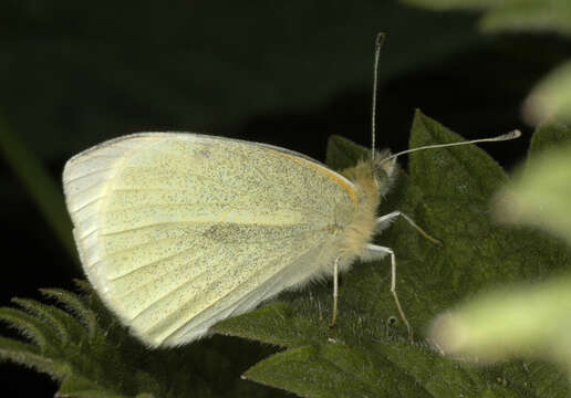 Image of small white