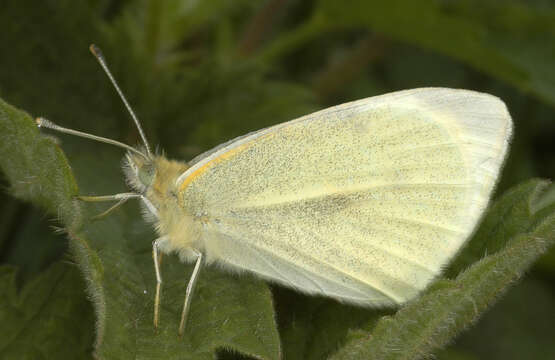 Image of small white