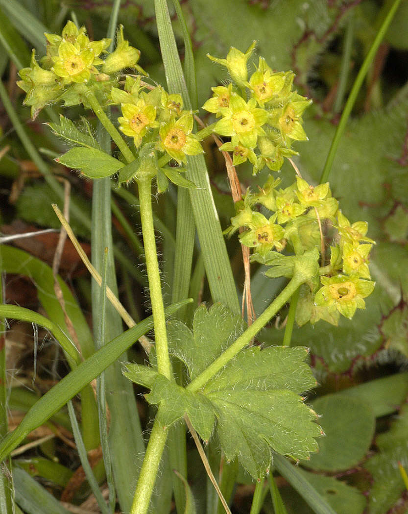 Image de Alchemilla vestita (Buser) Raunk.